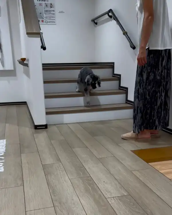 犬も快適に移動できる階段