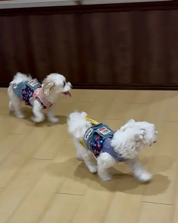 楽しそうに歩く2匹の小型犬